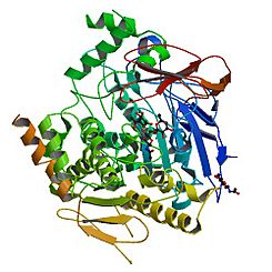 PBB Protein ACHE image.jpg