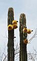 Pachycereus pectin-aboriginum (26846018022)