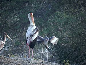 Archivo:Painted Stork at Bharatpur Bird Sanctuary, Bharatpur, Rajasthan India
