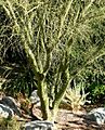 Parkinsonia microphylla trunk