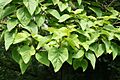 Paulownia tomentosa JPG2b
