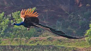 Archivo:Peacock Flying