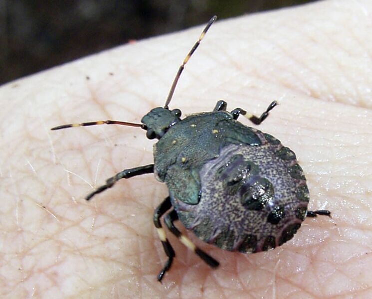 Picromerus bidens