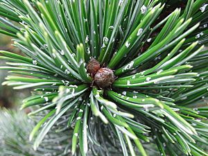 Archivo:Pinus Aristata resin flecks