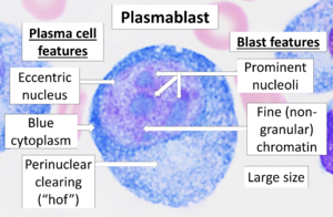 Archivo:Plasmablast, Wright stain