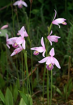 Pogonia ophioglossoides Orchi 17.jpg