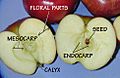 Pome apples text