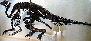 Archivo:Procheneosaurus