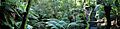 Rainforest walk national botanical gardens