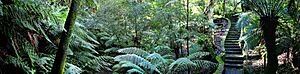 Archivo:Rainforest walk national botanical gardens