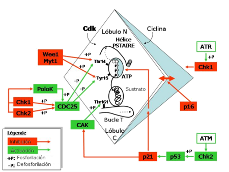 Archivo:Regulación ciclo celular