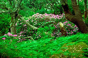 Archivo:Rododendron