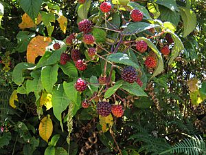 Archivo:Rubus glaucus frutos rojos