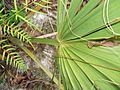 Sabal etonia leaf