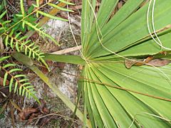 Archivo:Sabal etonia leaf