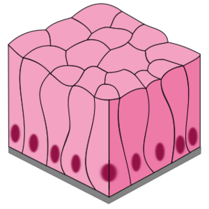 Archivo:Simple columnar epithelium tissue