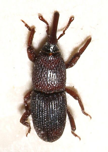 Sitophilus.granarius