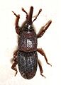 Sitophilus.granarius