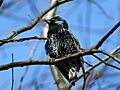 Sturnus vulgaris Jojo