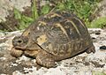 Testudo graeca02