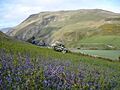 The flank of Bradda Hill - geograph.org.uk - 1317346