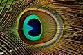 Trevarno, pavo cristatus06