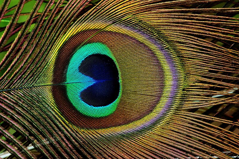 Trevarno, pavo cristatus06