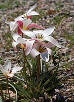 Archivo:Tulip Tulipa clusiana 'Lady Jane' Rock Ledge Plant 1730px