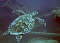 Turtle at Antilla Wreck Aruba (2916429432)