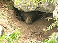 Ursus americanus San Lorenzo 2008 07 16 (1)