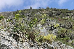 Valeriana atacamensis - Flickr - Pato Novoa.jpg