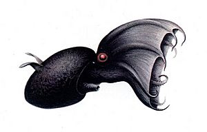 Archivo:Vampyroteuthis illustration