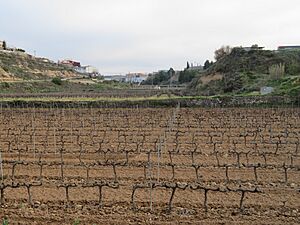 Archivo:Viñedo, vides, Vitis vinífera, término municipal de Batea