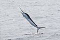 White Marlin in North Carolina 1394318584