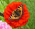 'Aglais urticae' 6