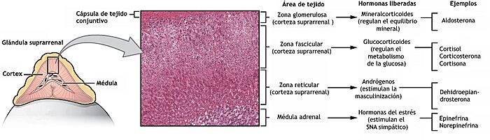 Archivo:1818 The Adrenal Glands-es