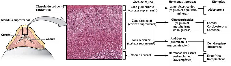 1818 The Adrenal Glands-es