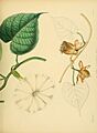 A hand-book to the flora of Ceylon (Plate LXVI) (6430655441)