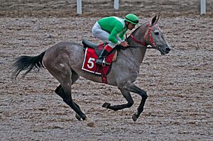 Archivo:Ahal Velayat Hippodrome - Flickr - Kerri-Jo (68)