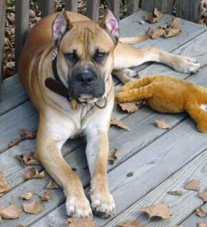 Archivo:Alano-espanol-0003