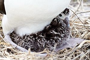 Archivo:Albatross chick at Northwest Hawaiian Islands National Monument, Midway Atoll, 2007March01