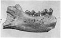 Altanius orlovi