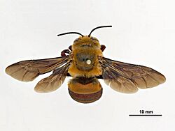Amegilla dawsoni.jpg