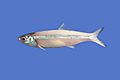 AnchoaHepsetus