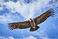 Andean condor (Vultur gryphus) at Colca Canyon