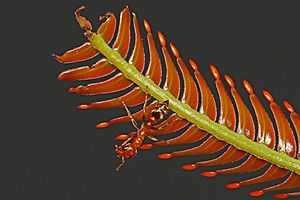 Archivo:Ant - Pseudomyrmex species, on Bull Thorn Acacia (Acacia cornigera) with Beltian bodies, Caves Branch Jungle Lodge, Belmopan, Belize - 8505045055