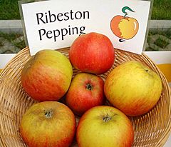 Apfelgalerie Ribston-Pepping.jpg