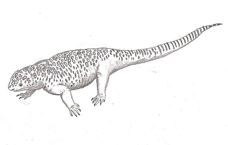 Asaphestera platyris