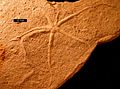 AsteriacitesUtah