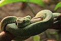 Atheris squamigera at Vivarium, Lausanne, Switzerland